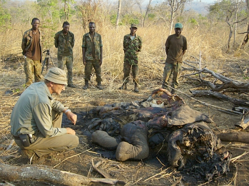 elephant killed