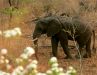 Wildlife