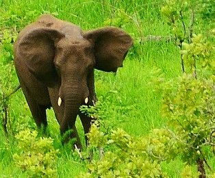 Sighted back elephant