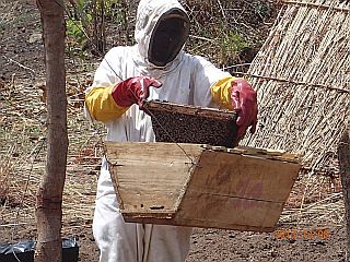 Bees Fence in Thuma FR..
