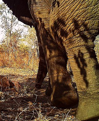 Elephant Thank You