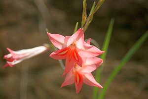 58 orchid species
