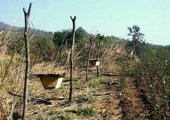 bee hive fence