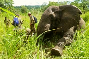 Chakuse was darted from the air by helicopter