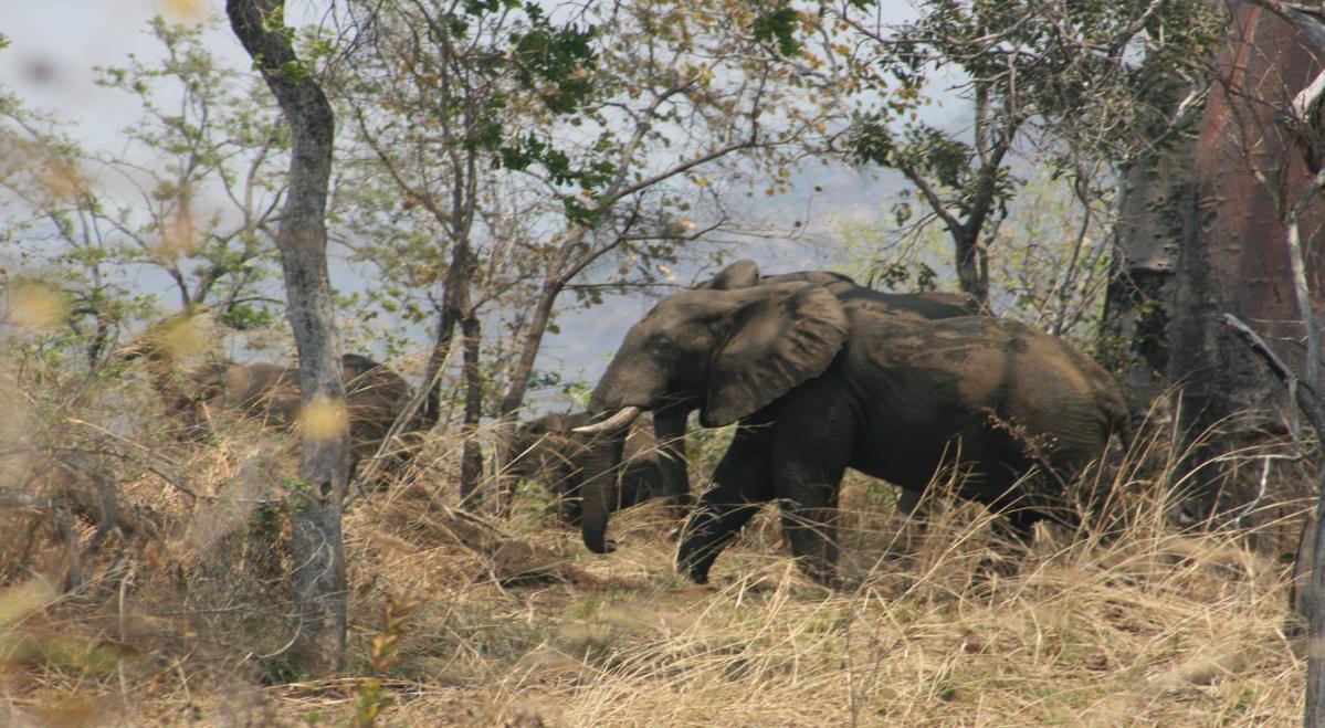 Elephant