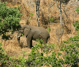 Elephant Bull