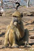 question to monkey